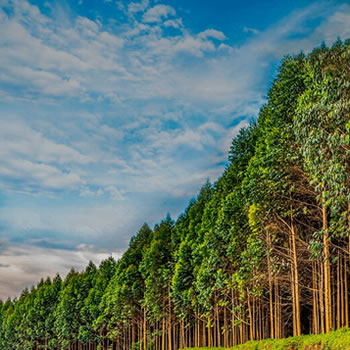 Eucalipto, a árvore mais plantada no Brasil