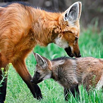 Animais que só existem no Brasil