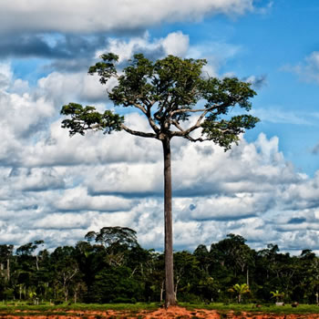 Cinco árvores gigantes do Brasil