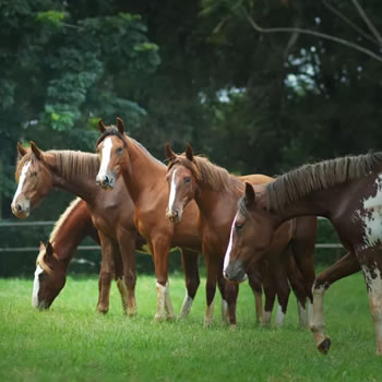 Conheça as raças de cavalo mais comuns no Brasil