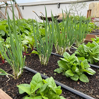 Como cultivar uma horta em pequenos espaços?