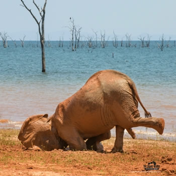 Concurso anuncia as “fotos mais engraçadas” de animais em 2021