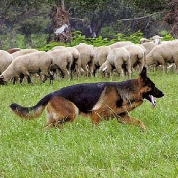 Cães de pastoreio - Confira algumas raças com instinto de cão pastor