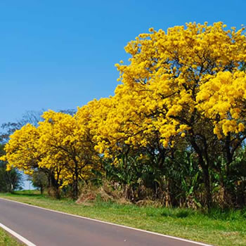 O florescimento dos ipês